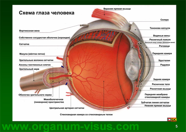 Organum-visus_Глаукома_Школа офтальмологического пациента_2008_1003_Лечение глаукомы_Глазные капли_Проcтагландины_Латанопрост_Травопрост_Ксалатан_Траватан_Тимолол_Образ жизни при глаукоме_Glaucoma