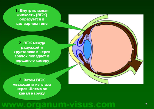 Organum-visus_Глаукома_Школа офтальмологического пациента_2008_1003_Лечение глаукомы_Глазные капли_Проcтагландины_Латанопрост_Травопрост_Ксалатан_Траватан_Тимолол_Образ жизни при глаукоме_Glaucoma