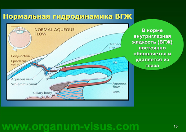 Organum-visus_Глаукома_Школа офтальмологического пациента_2008_1003_Лечение глаукомы_Глазные капли_Проcтагландины_Латанопрост_Травопрост_Ксалатан_Траватан_Тимолол_Образ жизни при глаукоме_Glaucoma