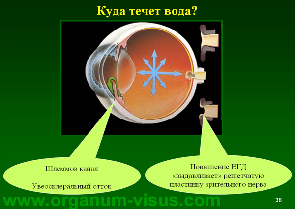 Organum-visus_Глаукома_Школа офтальмологического пациента_2008_1003_Лечение глаукомы_Глазные капли_Проcтагландины_Латанопрост_Травопрост_Ксалатан_Траватан_Тимолол_Образ жизни при глаукоме_Glaucoma