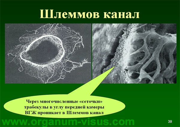 Organum-visus_Глаукома_Школа офтальмологического пациента_2008_1003_Лечение глаукомы_Глазные капли_Проcтагландины_Латанопрост_Травопрост_Ксалатан_Траватан_Тимолол_Образ жизни при глаукоме_Glaucoma