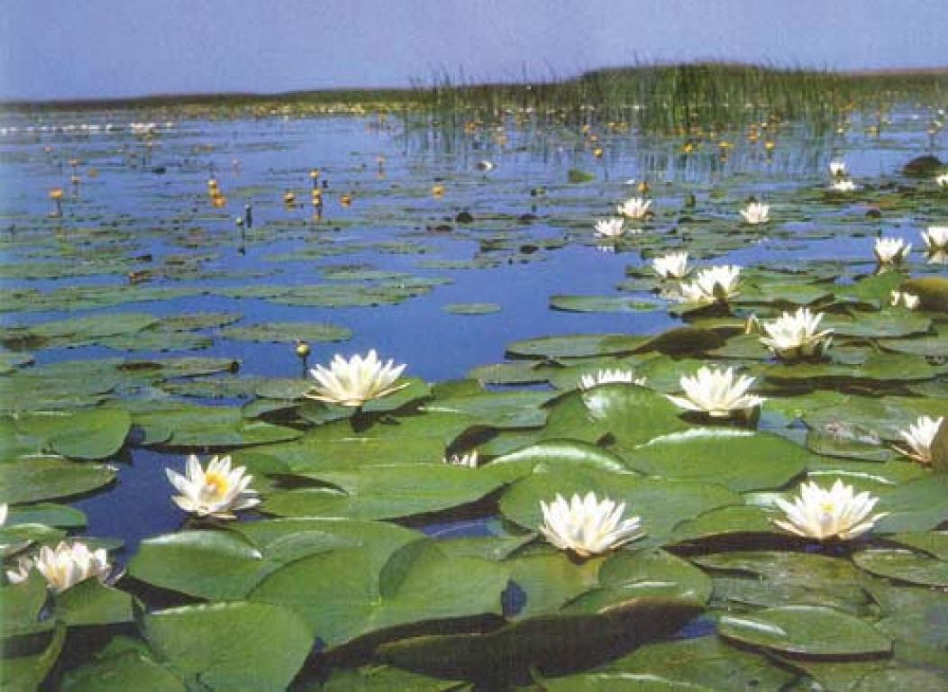 astrachan-organum-visus-eye-news-260712g.jpg?itok=To1XwujB