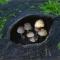 Грибы в глазу, Mushrooms in the eye.