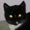 Cat. Yellow Eye.