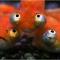 Любопытные глаза рыбок. Strange Eyes. Источник: 1funny