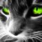 Green cat!