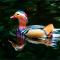 Mandarin Duck. Утка-мандаринка.