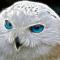 Owl blue Eyes.