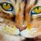 Wise cat!