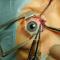 Ophthalmic Conference. Страбизмология 21- века - поиск консенсуса! Новосибирск, Россия, 20 ноября 2015г.  Информационный патнер www.oganum-visus.com
